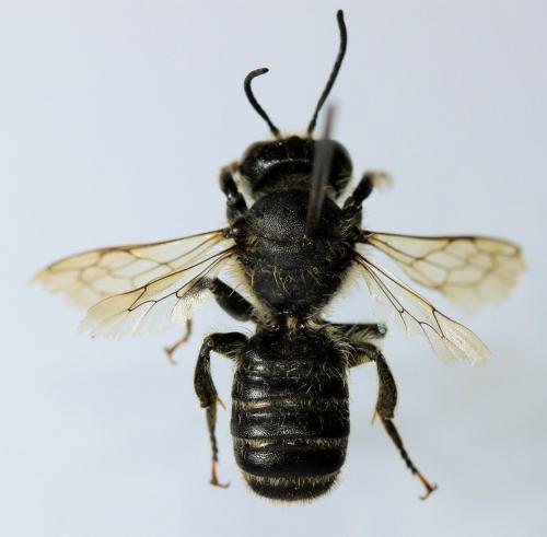 Réf. 196 816 : Megachile ericetorum